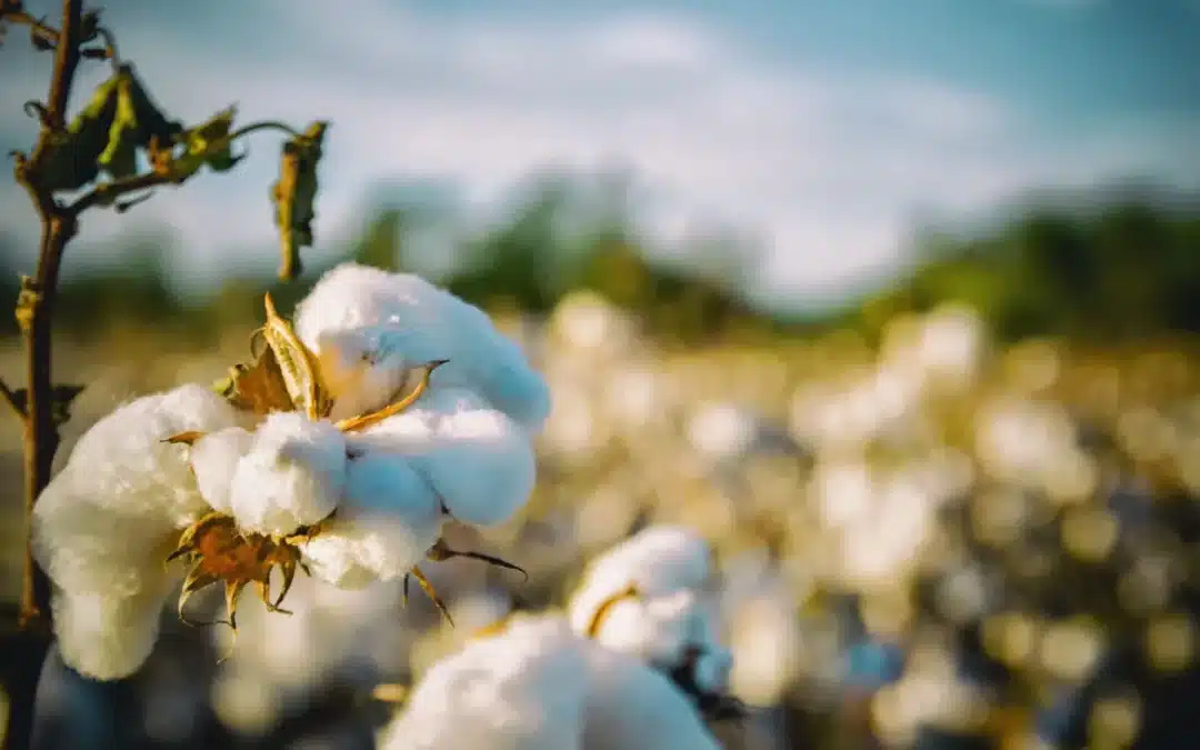 Le coton indien : un textile ancestral aux mille vertus
